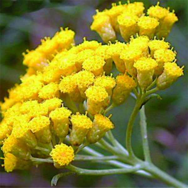 Helichrysum Essential Oil Africa 4